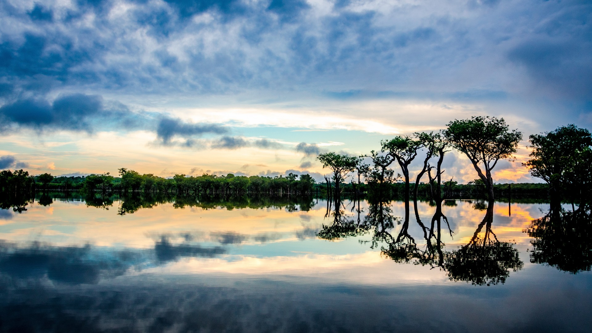 W Amazonii znajduje się większość lasów deszczowych na świecie. Jest to niebywale bogate gatunkowo miejsce na Ziemi. 